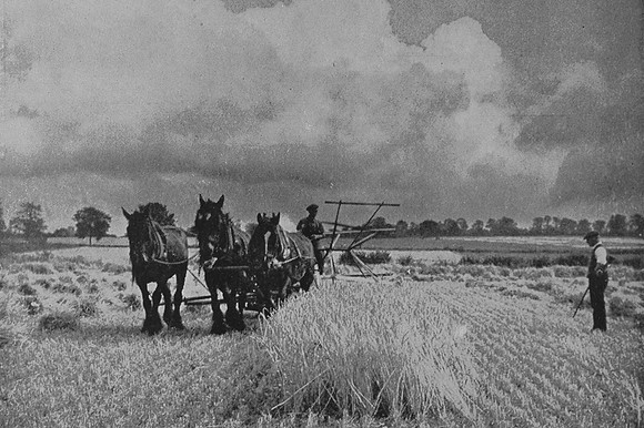 The Barley Harvest At Diss Norfolk 1930s