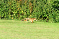 A Fox At Apple Acres Farm Kent