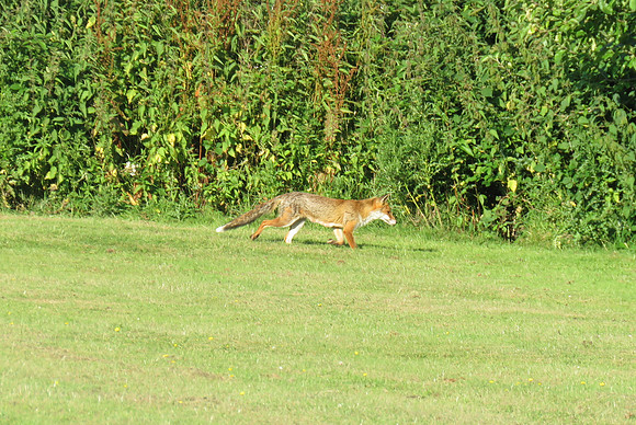 A Fox At Apple Acres Farm Kent
