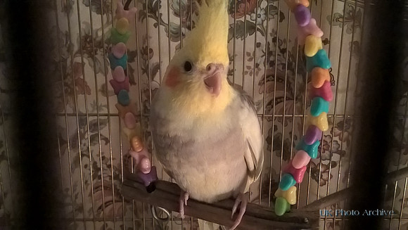 Young Cockatiel