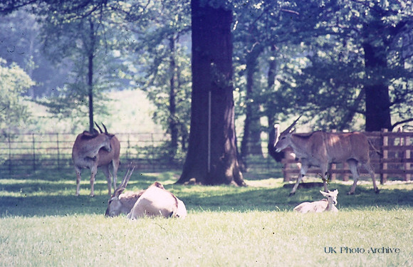 Woburn Safari Park 1974