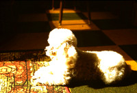 A Little Poodle Enjoying The Sunshine In A Home 1970s