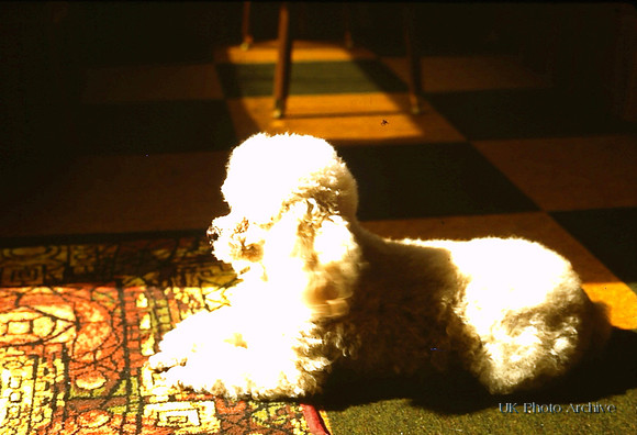 A Little Poodle Enjoying The Sunshine In A Home 1970s