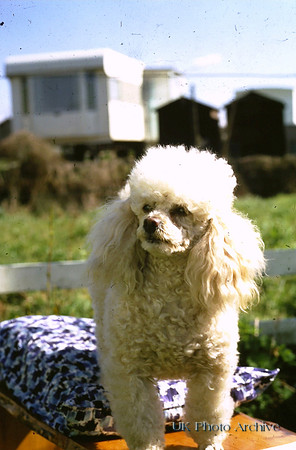 A Little Poodle On A Caravan Holiday 1970s