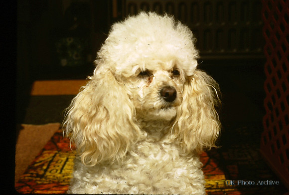 A Poodle 1970s