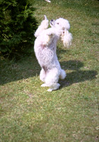 A Poodle Begging 1970s
