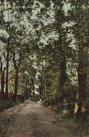 Gander Green Lane Sutton 1905 Postcard To Miss D M Cole 21 Worley Road, St Albans. Sutton Postmark.