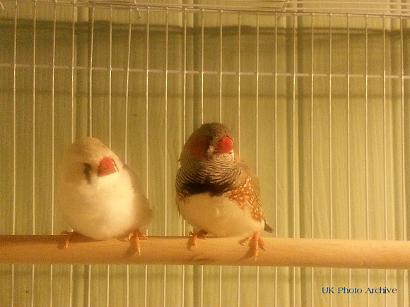 A Pair Of Zebra Finches