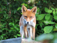 Foxes