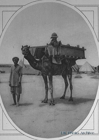 A Camel Ambulance In Egypt