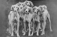 Salukis 1950