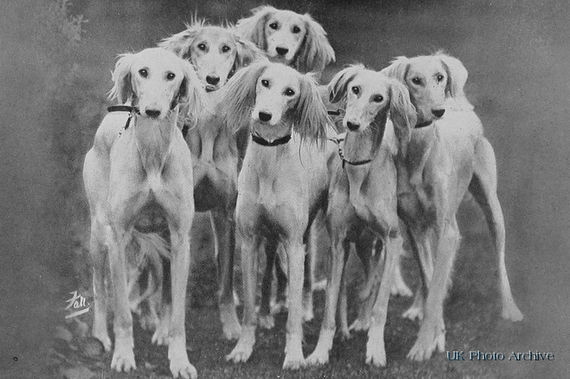 Salukis 1950