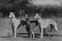 Whippets 1950