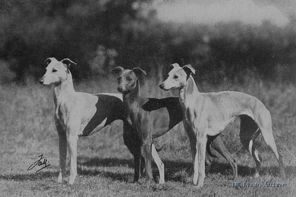Whippets 1950