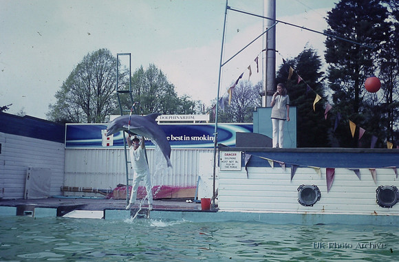 A Dolphin At The Dolphinarium Windsor Safari Park 1970
