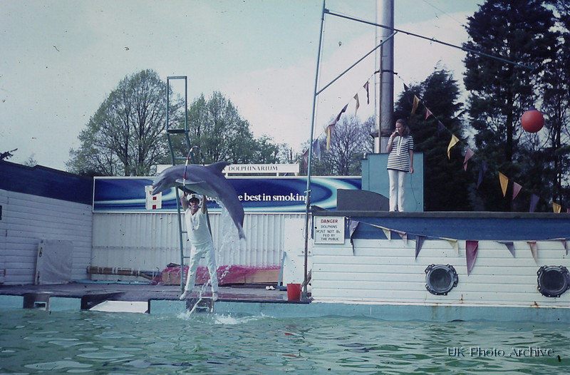 A Dolphin At The Dolphinarium Windsor Safari Park 1970