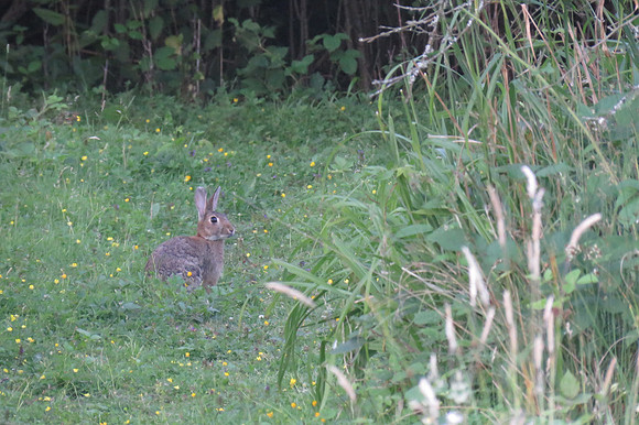 A Rabbit At Apple Acres Farm Kent