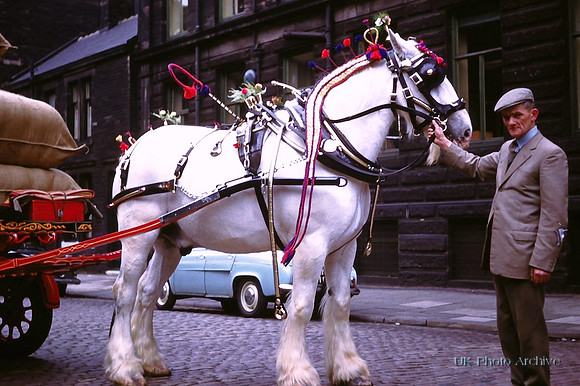 May Day Shire Horse Bradford 1950s