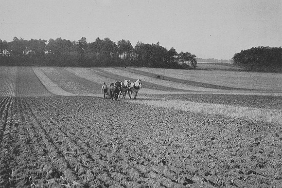 Autumn Ploughing Near Kings Lynn