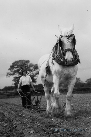 A Girl Ploughing A Field With A Shire Horse In Staffordshire c1950