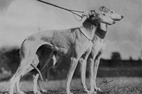 Greyhounds In The Slips c.1950