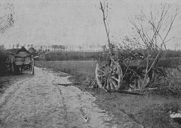 British Artillery Hidden By Trees And Undergrowth