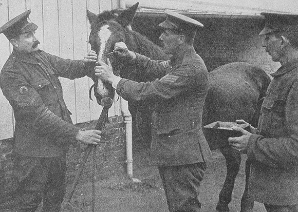 British Veterinary Corps At Work In France