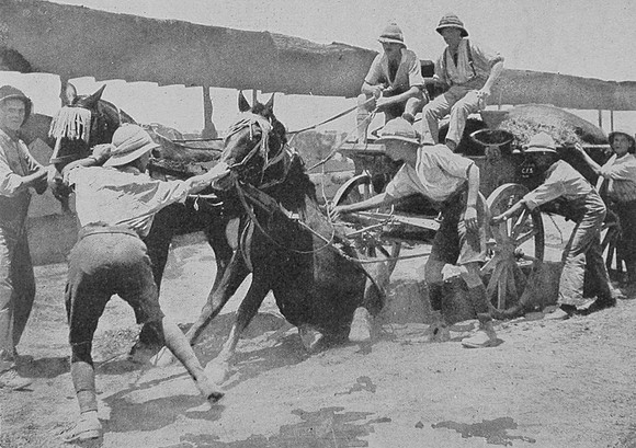 A Rough Riders Horse Objecting To Pulling Transport Waggons