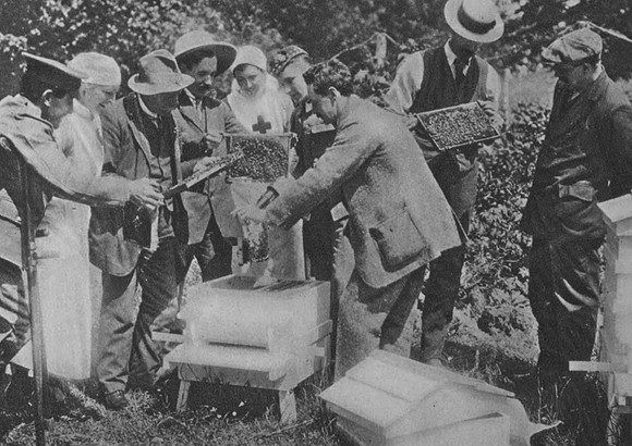Lord Eglintons Scheme To Teach Disabled Soldiers To Keep Bees As A Form Of Livelihood