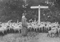 A Woman Shepherdess In Epsom