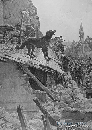 A Dog Trying To Defend His Home Duing The German Occupation Of Vailly On The Aisne