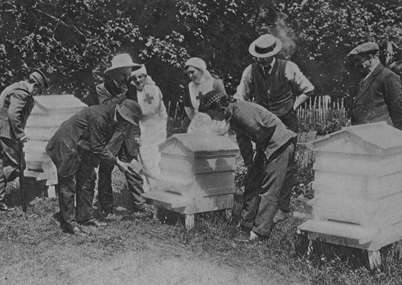 Wounded Soldiers Learning Methods Of Bee Keeping At Borland House Kilmarnock