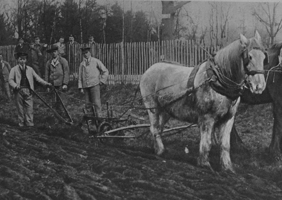 Convalescing Soldiers Ploughing A Hospital Farm