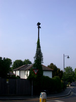 Clematis Climbing Up A Victorian Sewer Vent At The Corner Of Park Hill 2011