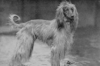 Afghan Hound 1950
