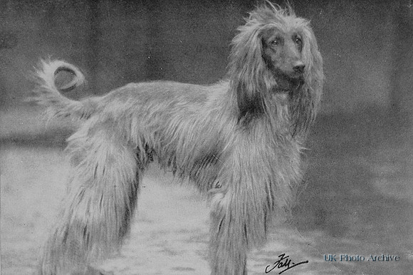 Afghan Hound 1950
