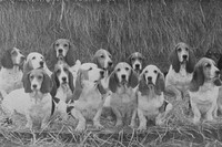 Bassett Hounds 1950s