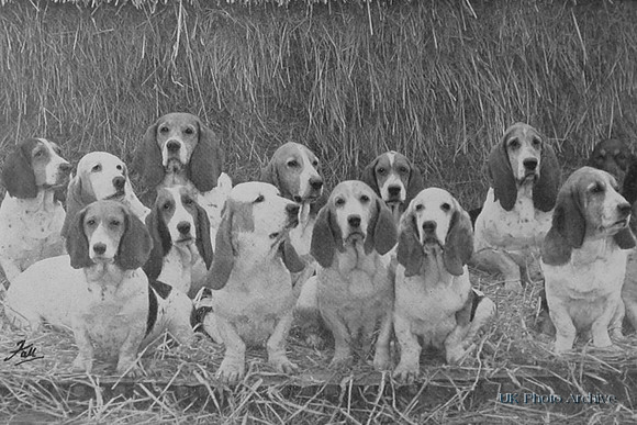 Bassett Hounds 1950s
