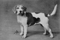 Beagle 1950