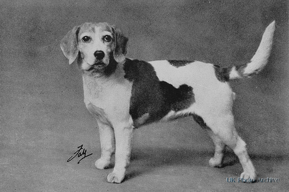 Beagle 1950
