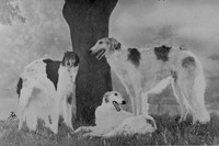 Borzois 1950