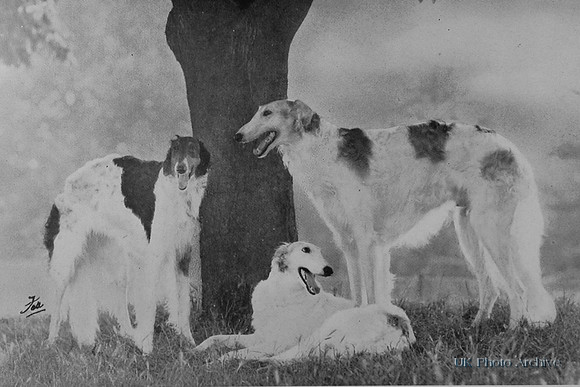 Borzois 1950
