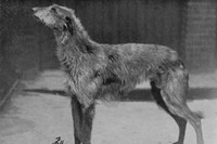 Deerhound 1950
