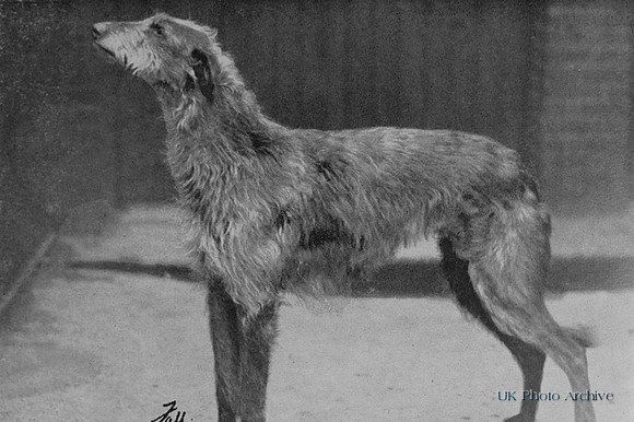 Deerhound 1950