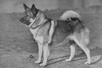 Elkhound 1950