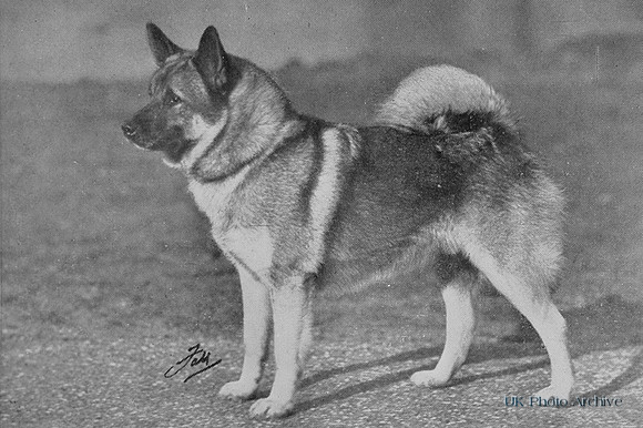 Elkhound 1950