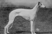 Greyhound 1950