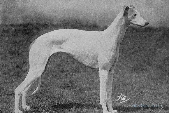 Greyhound 1950