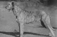 Irish Wolfhound 1950