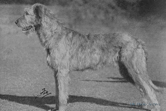 Irish Wolfhound 1950